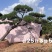 庭院斜飘过门松，山东莱芜造型松一棵也是批发价