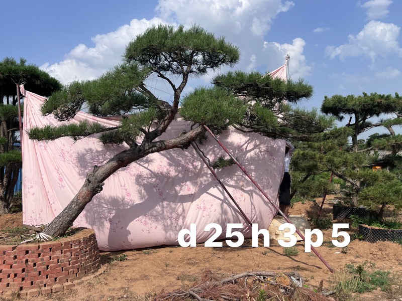 庭院斜飘过门松，山东莱芜造型松一棵也是批发价