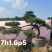 庭院斜飘过门松，山东莱芜造型松一棵也是批发价