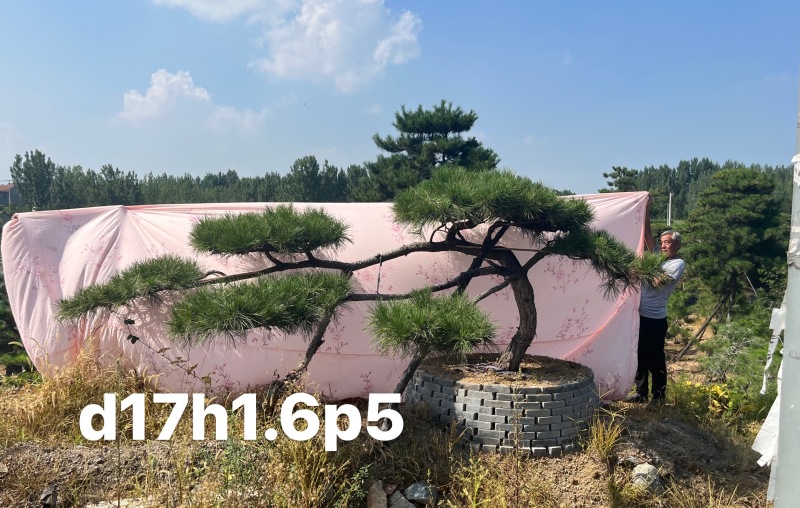 庭院斜飘过门松，山东莱芜造型松一棵也是批发价