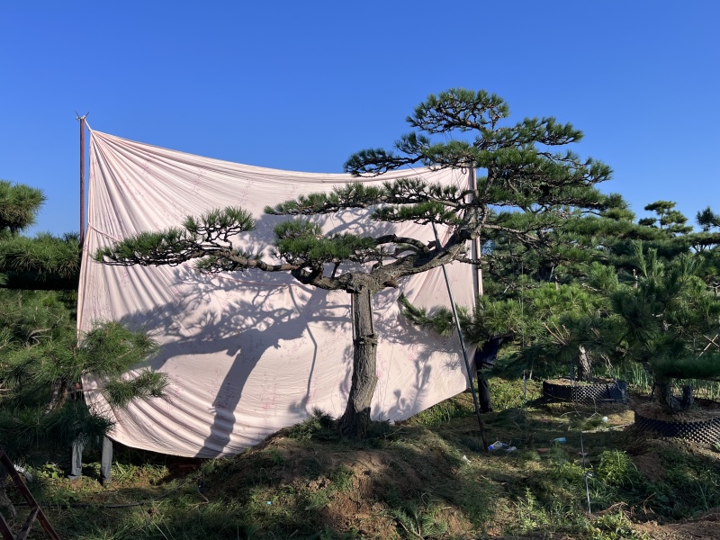 庭院斜飘过门松，山东莱芜造型松一棵也是批发价