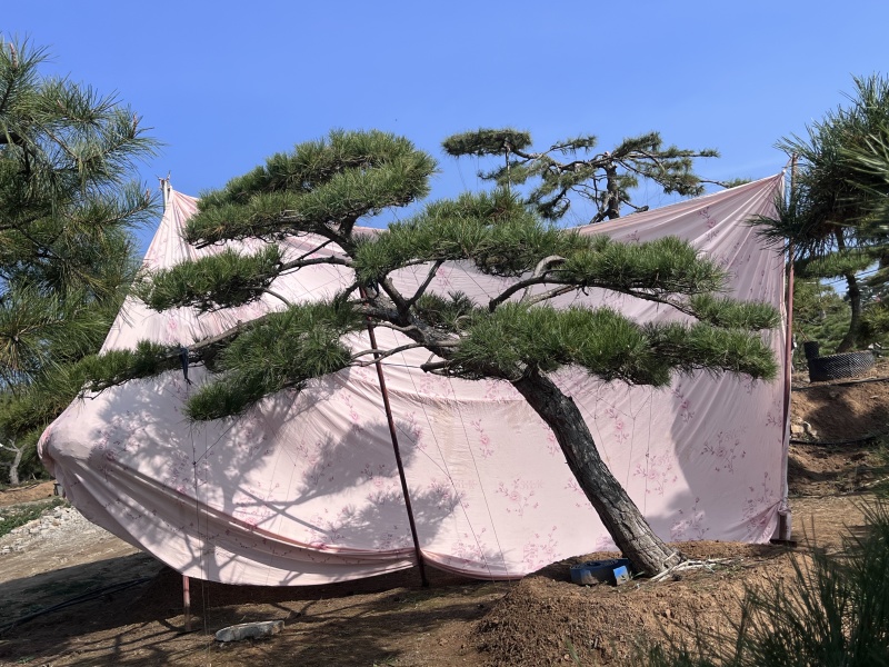 庭院斜飘过门松，山东莱芜造型松一棵也是批发价