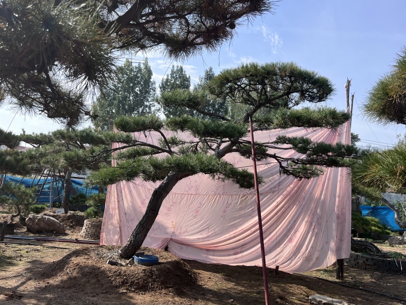 庭院斜飘过门松，山东莱芜造型松一棵也是批发价