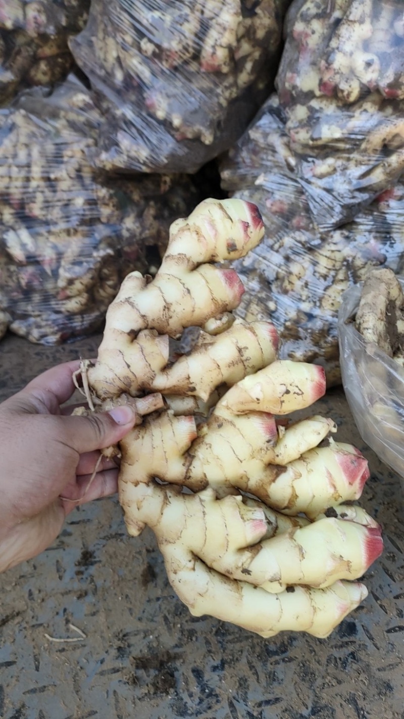 【实力推荐】精品大黄姜产地直发价格美丽可对接商超