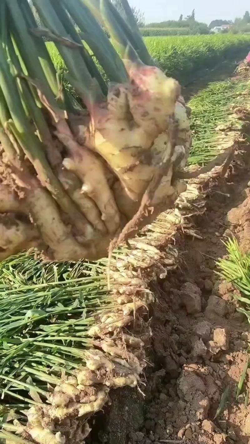 【实力推荐】精品大黄姜产地直发价格美丽可对接商超