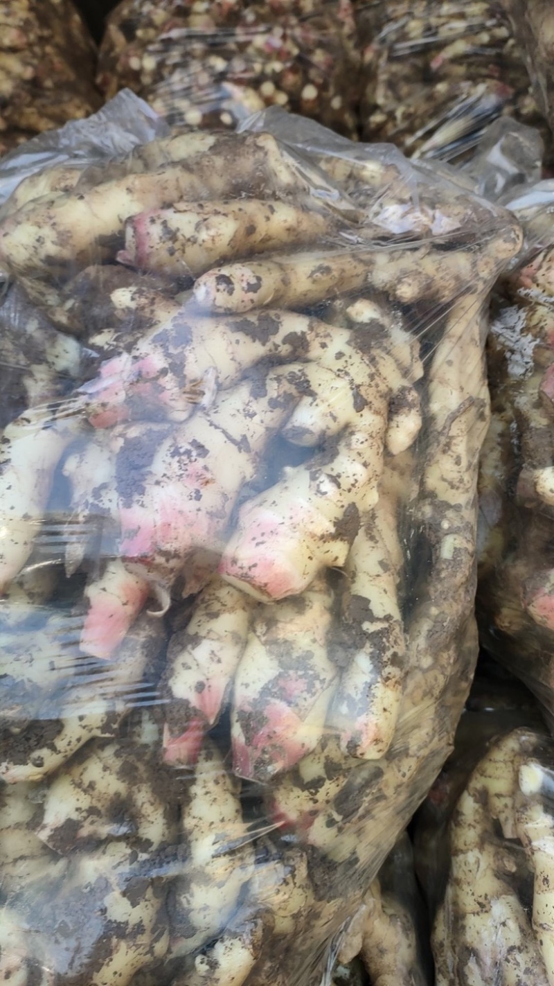 【实力推荐】精品大黄姜产地直发价格美丽可对接商超