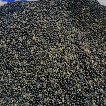 大通草种子货源充足，量大从优，可视频验货，四川产地直发。