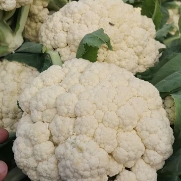 【精选】现摘新鲜松花菜青梗白面松散细腻欢迎联系