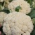 【精选】现摘新鲜松花菜青梗白面松散细腻欢迎联系