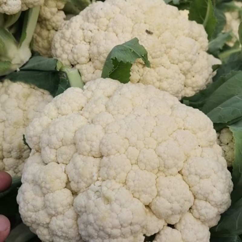 【精选】现摘新鲜松花菜青梗白面松散细腻欢迎联系