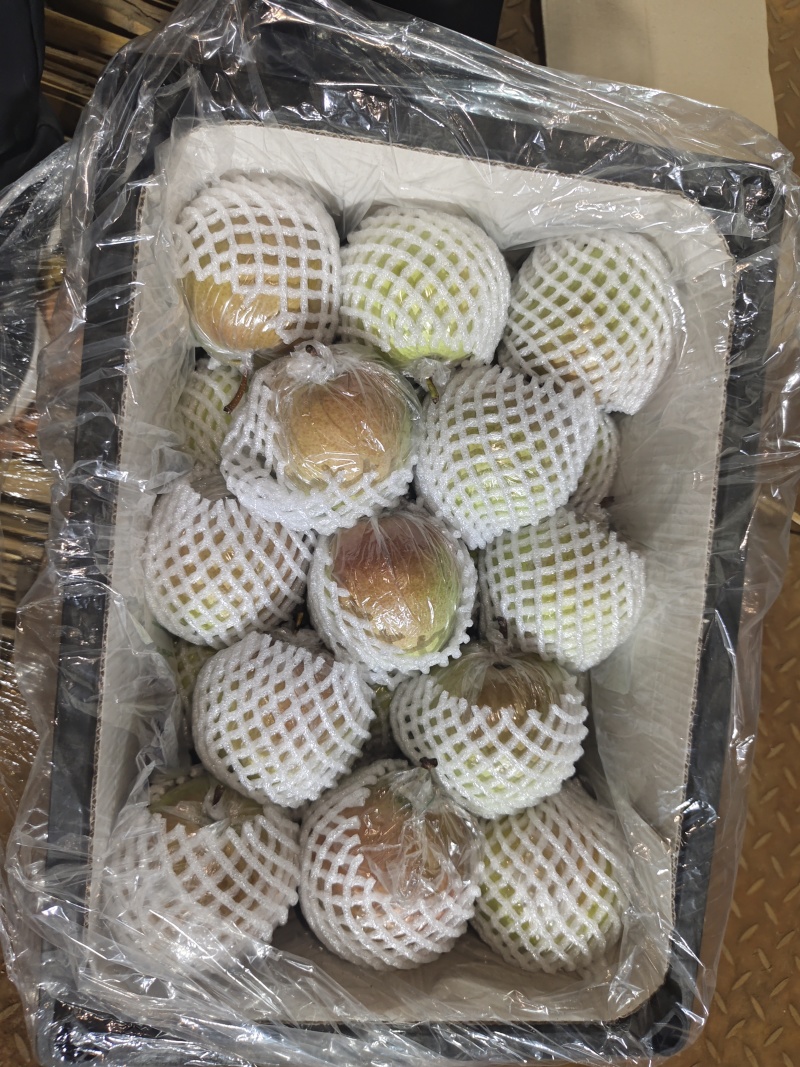 山西运城玉露香梨大量出库中，一，二，高次各种规格质量都有