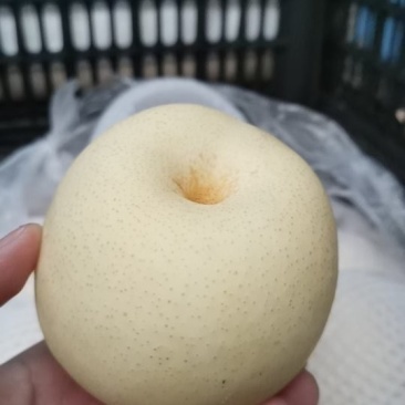 砀山白皇冠梨大量上市欢迎咨询