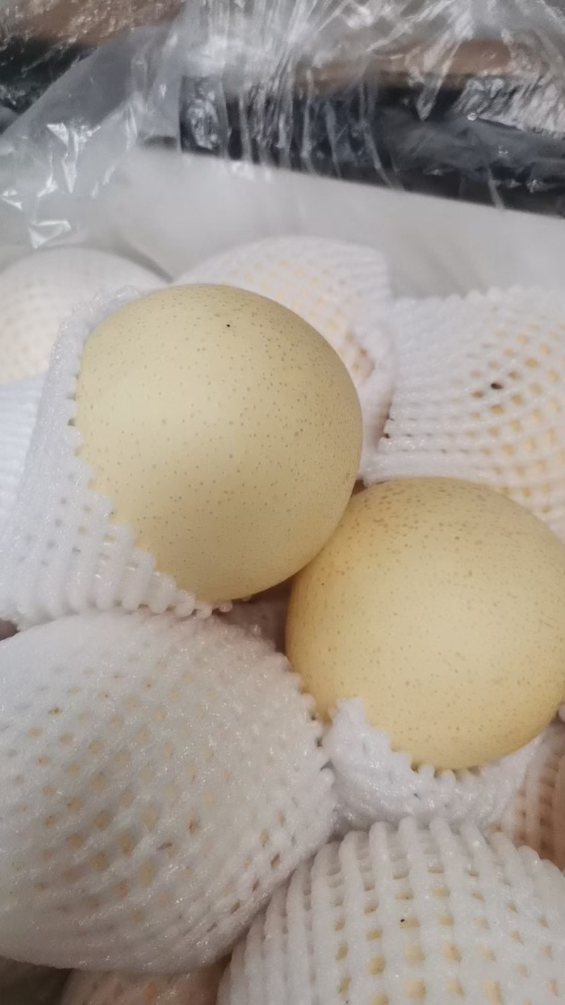 砀山白皇冠梨大量上市欢迎咨询