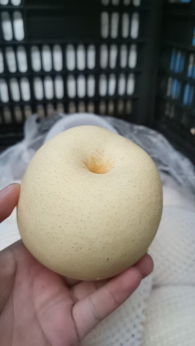 砀山白皇冠梨大量上市欢迎咨询
