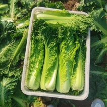 秋绿60白菜大量供应，市场，电商平台，加工厂.....