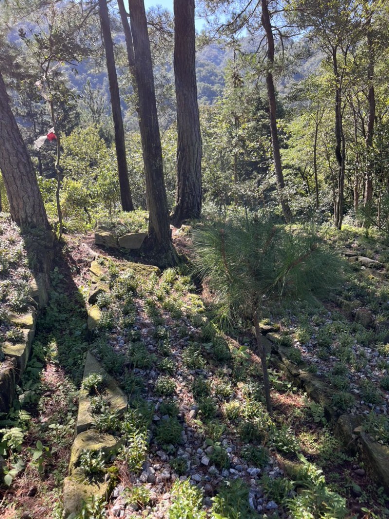 霍山铁皮石斛正宗霍山铁皮石斛霍山原产地发货批发一件代发