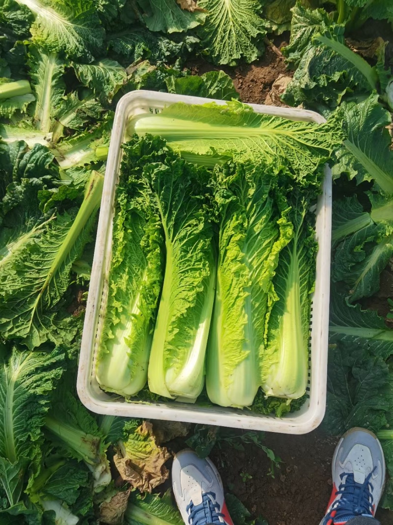 秋绿60白菜大量供应，市场，电商平台，加工厂.....