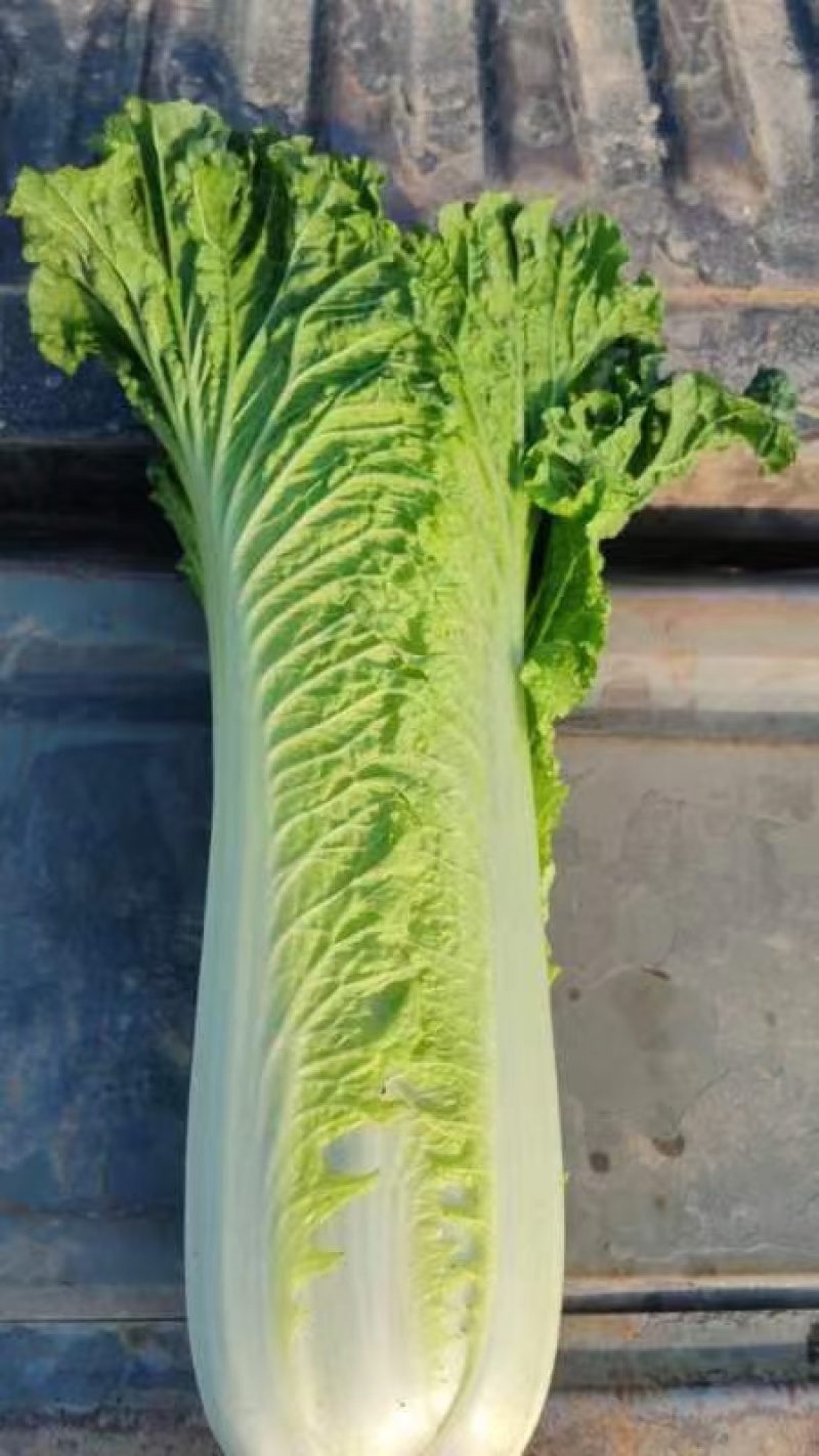 秋绿60白菜大量供应，市场，电商平台，加工厂.....
