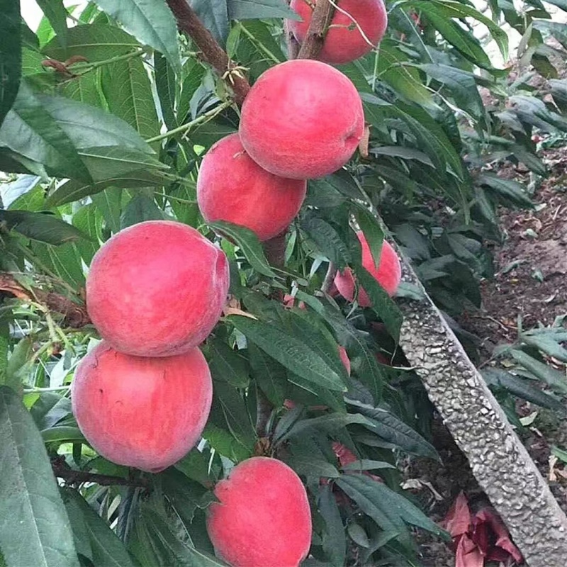桃树苗油蟠桃油桃毛桃毛蟠桃树苗