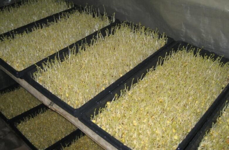豌豆芽一手货源大量供货一件代发批发欢迎电联