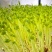 豌豆芽一手货源大量供货一件代发批发欢迎电联
