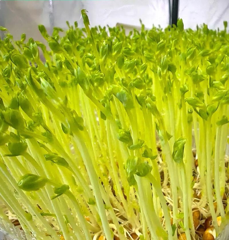 豌豆芽一手货源大量供货一件代发批发欢迎电联