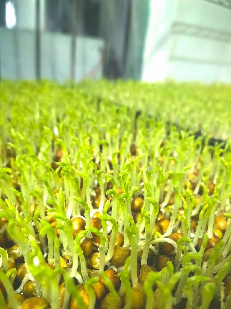 豌豆芽一手货源大量供货一件代发批发欢迎电联