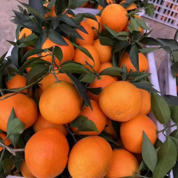 新鲜爱媛橙，四川直供，甜蜜多汁，**特惠！