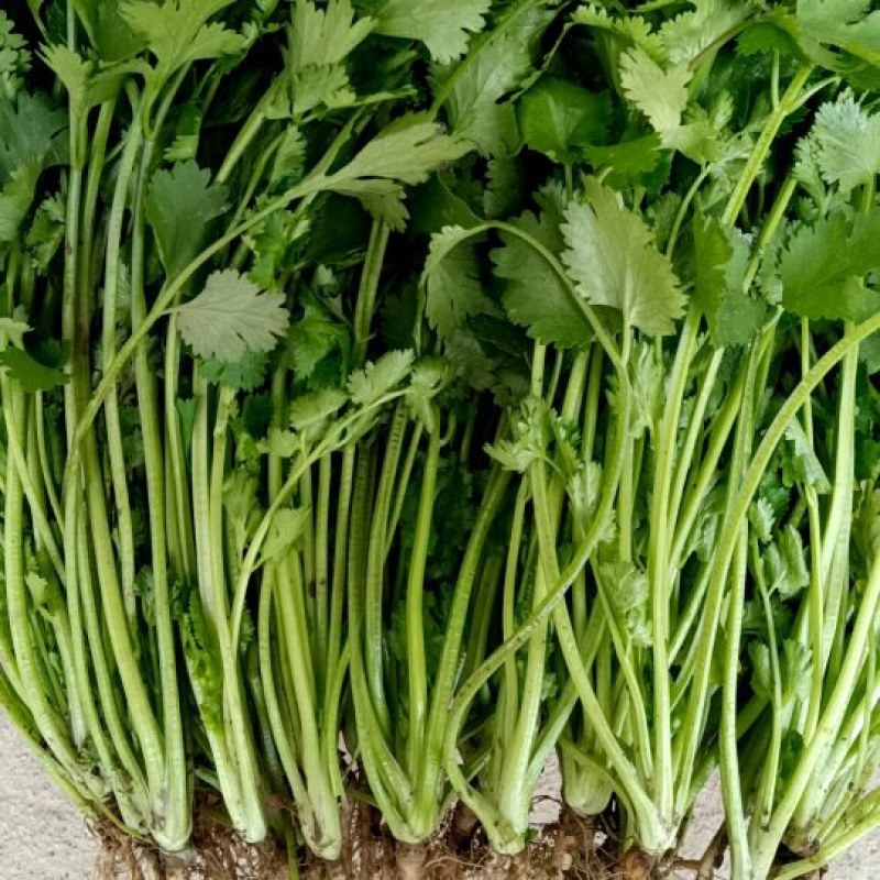 精品大叶香菜