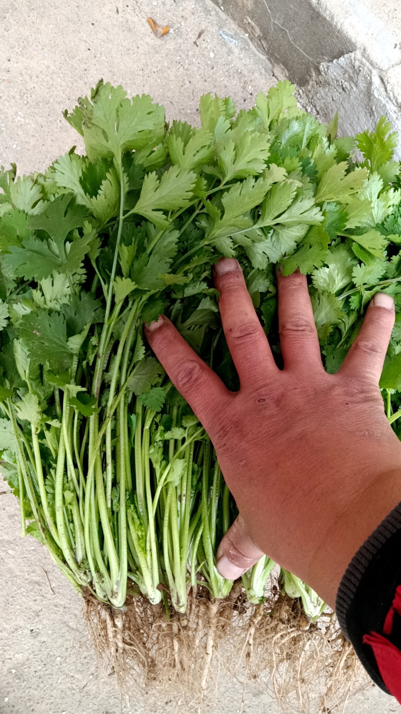 精品大叶香菜