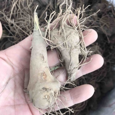 白术苗白术种栽浙江本地白术苗出售