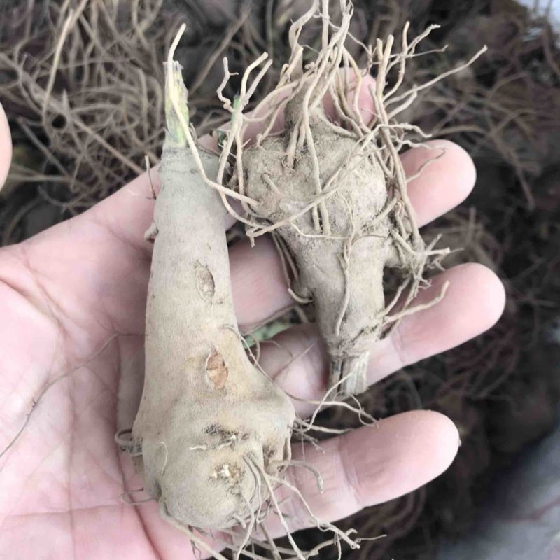 白术苗白术种栽浙江本地白术苗出售
