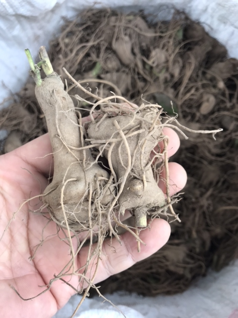白术苗白术种栽浙江本地白术苗出售