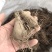 白术苗白术种栽浙江本地白术苗出售
