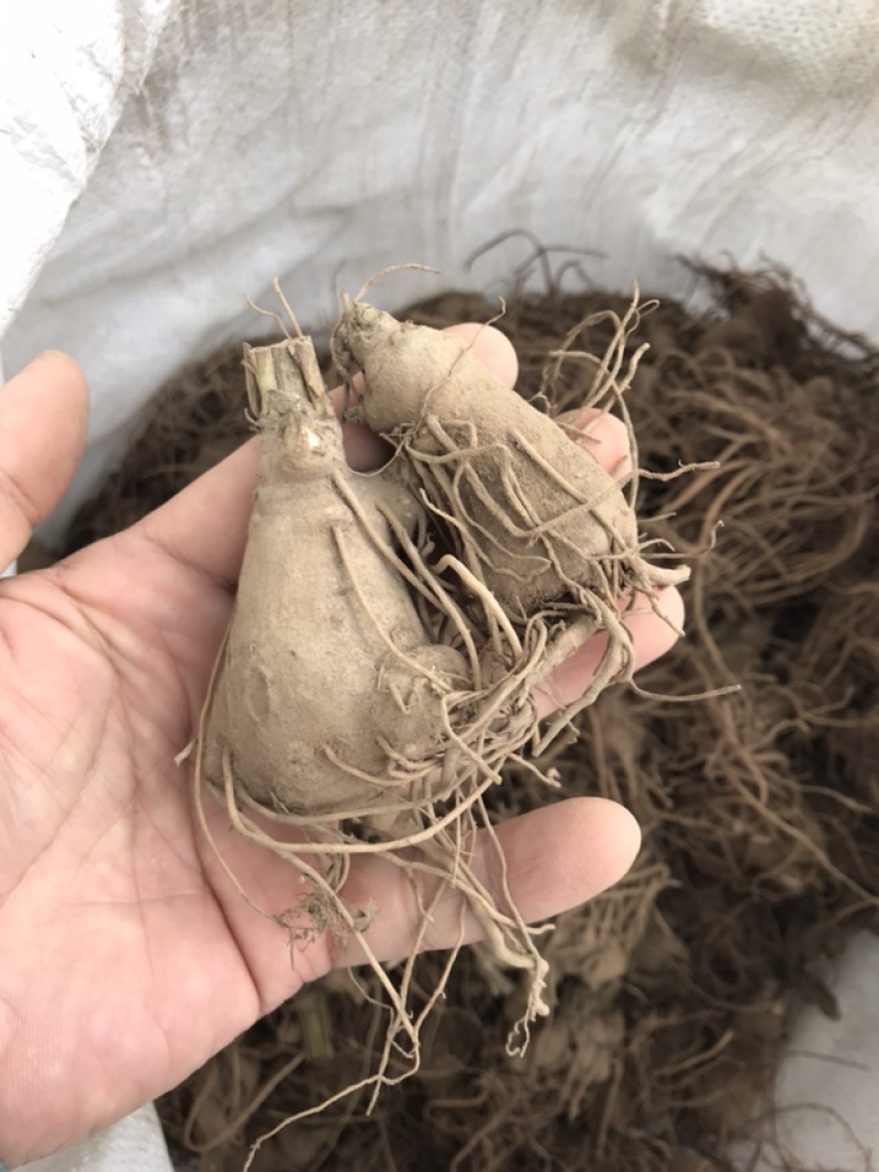 白术苗白术种栽浙江本地白术苗出售