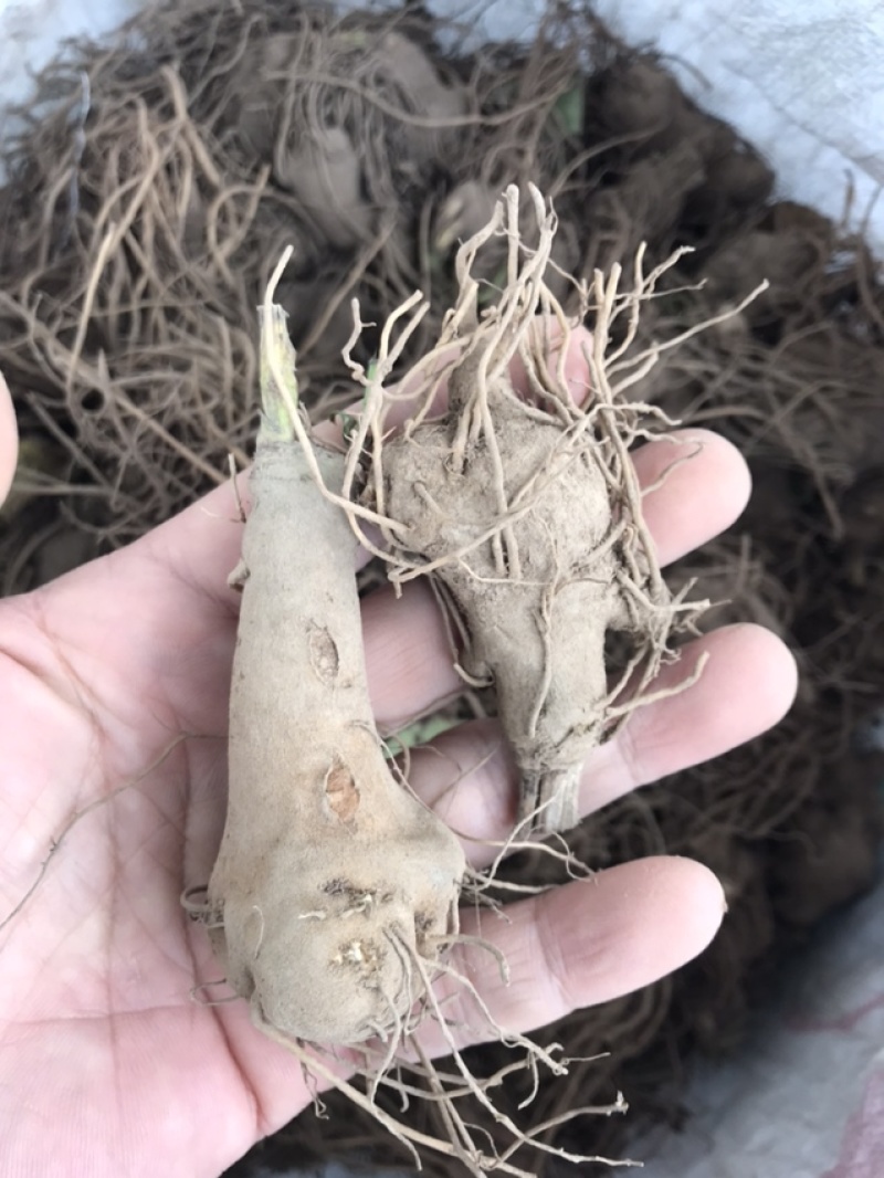 白术苗白术种栽浙江本地白术苗出售
