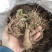 白术苗白术种栽浙江本地白术苗出售