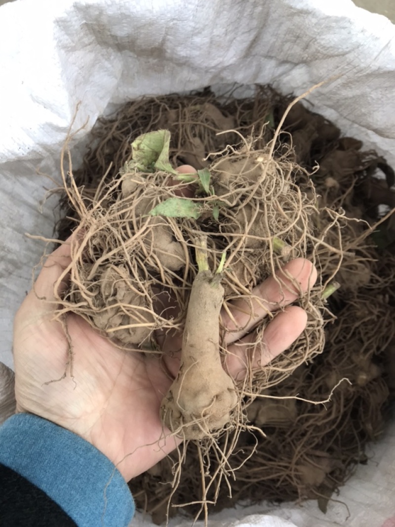白术苗白术种栽浙江本地白术苗出售