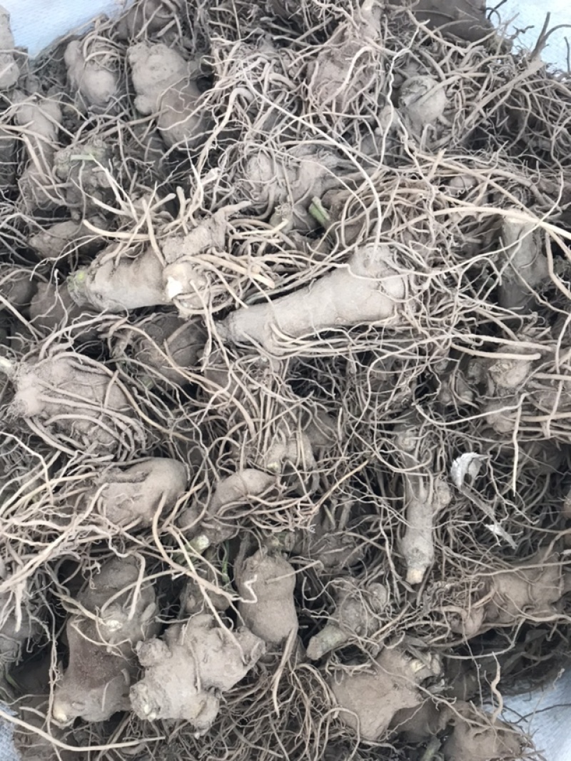 白术苗白术种栽浙江本地白术苗出售