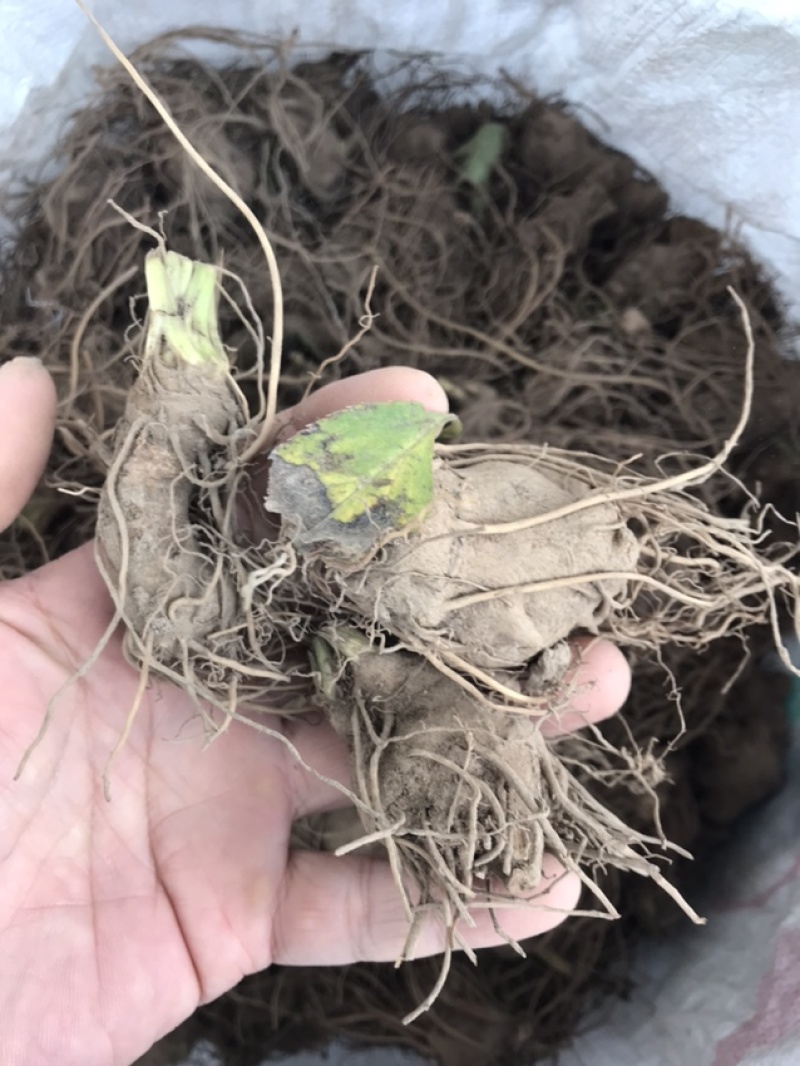 白术苗白术种栽浙江本地白术苗出售