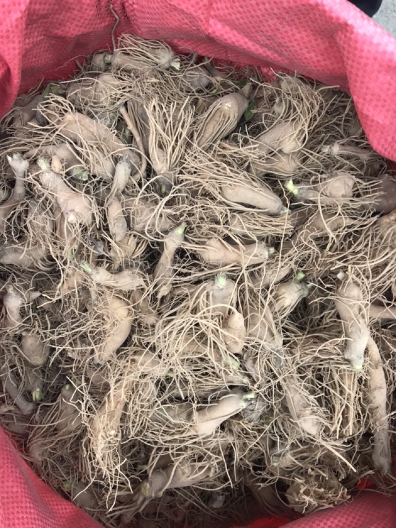 白术苗白术种栽浙江本地白术苗出售