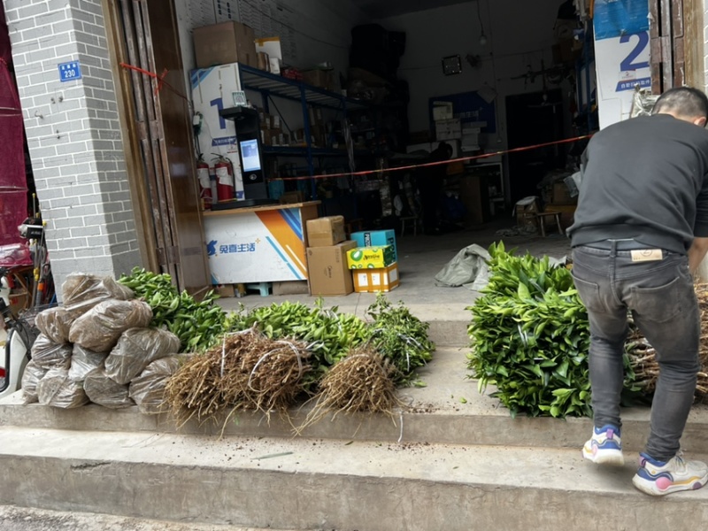 柑橘苗，黄美人柑橘苗，规格齐全，现挖现发挂果快