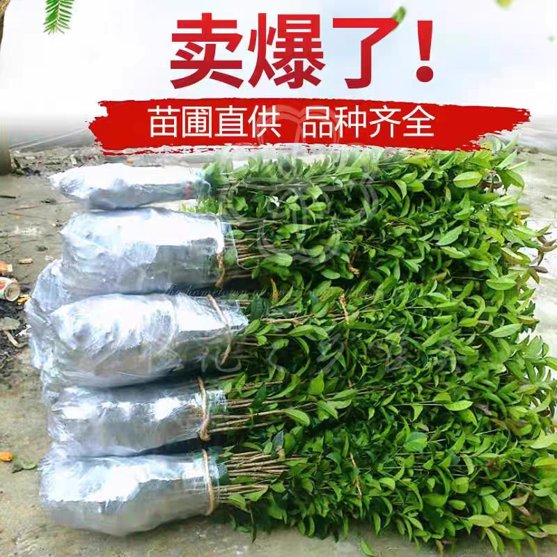 桂花苗量大质优价格优惠一手货源欢迎各大老板采购咨询