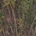 黄山楂苗品种纯规格0.8至1.5厘米保湿邮寄