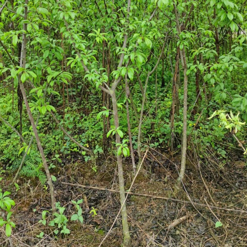 九月脆李子树苗，5年挂果树，晚熟品种，产量高，品质好。