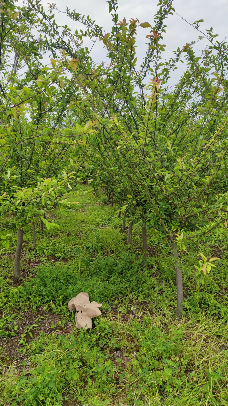 九月脆李子树苗，5年挂果树，晚熟品种，产量高，品质好。
