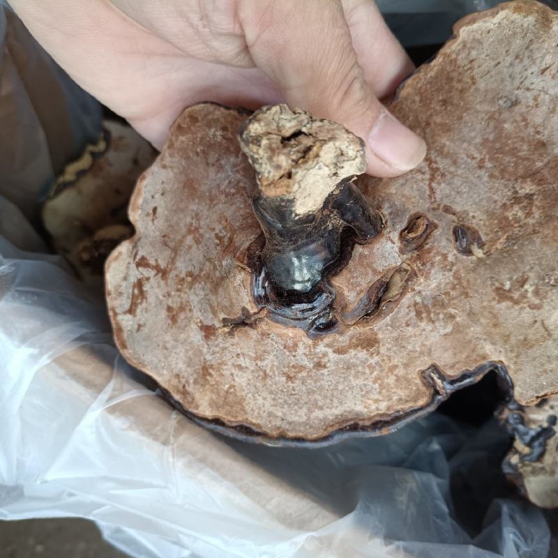 野生灵芝纯野生灵芝香味扑鼻