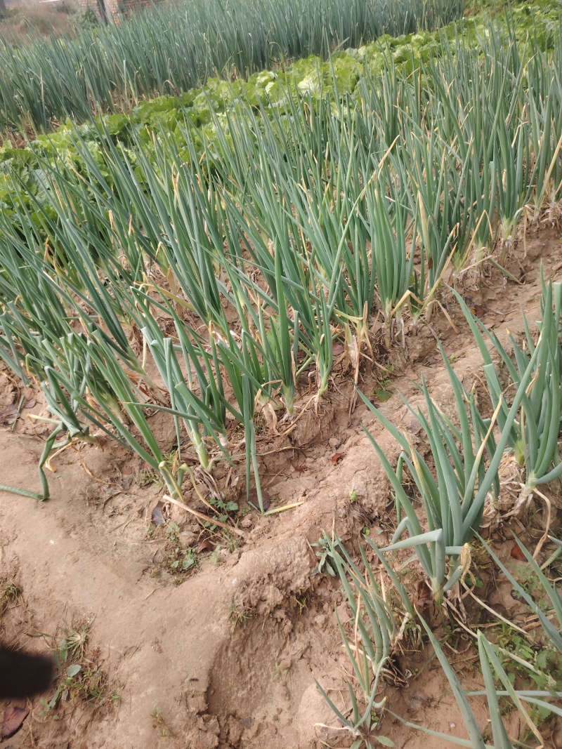 大葱大量批发市场平台一手货源