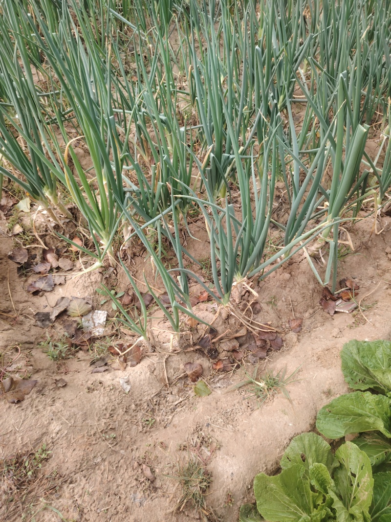 大葱大量批发市场平台一手货源