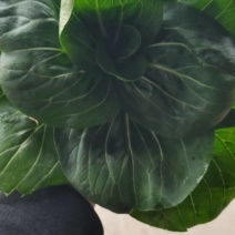 青菜青梗菜大量上市，量大价格从优，可视频看货